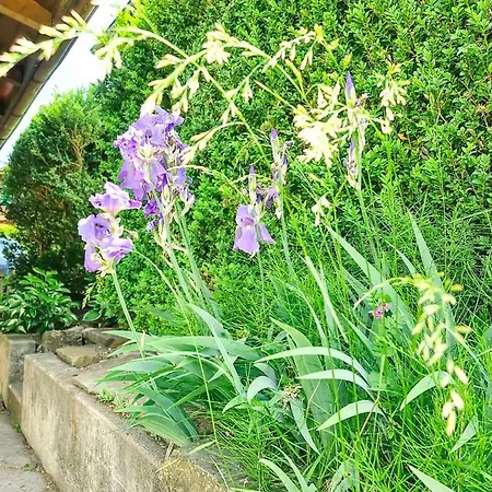 Kreuz - Aare Jungfrau Ag דירה וילדרסויל